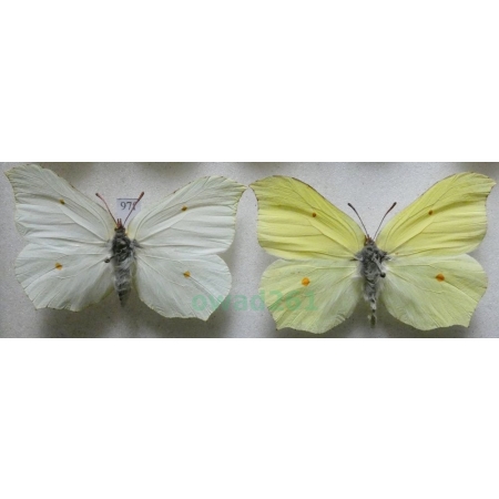 Gonepteryx rhamni (Linnaeus, 1758) pair Latolistek cytrynek Poland97f